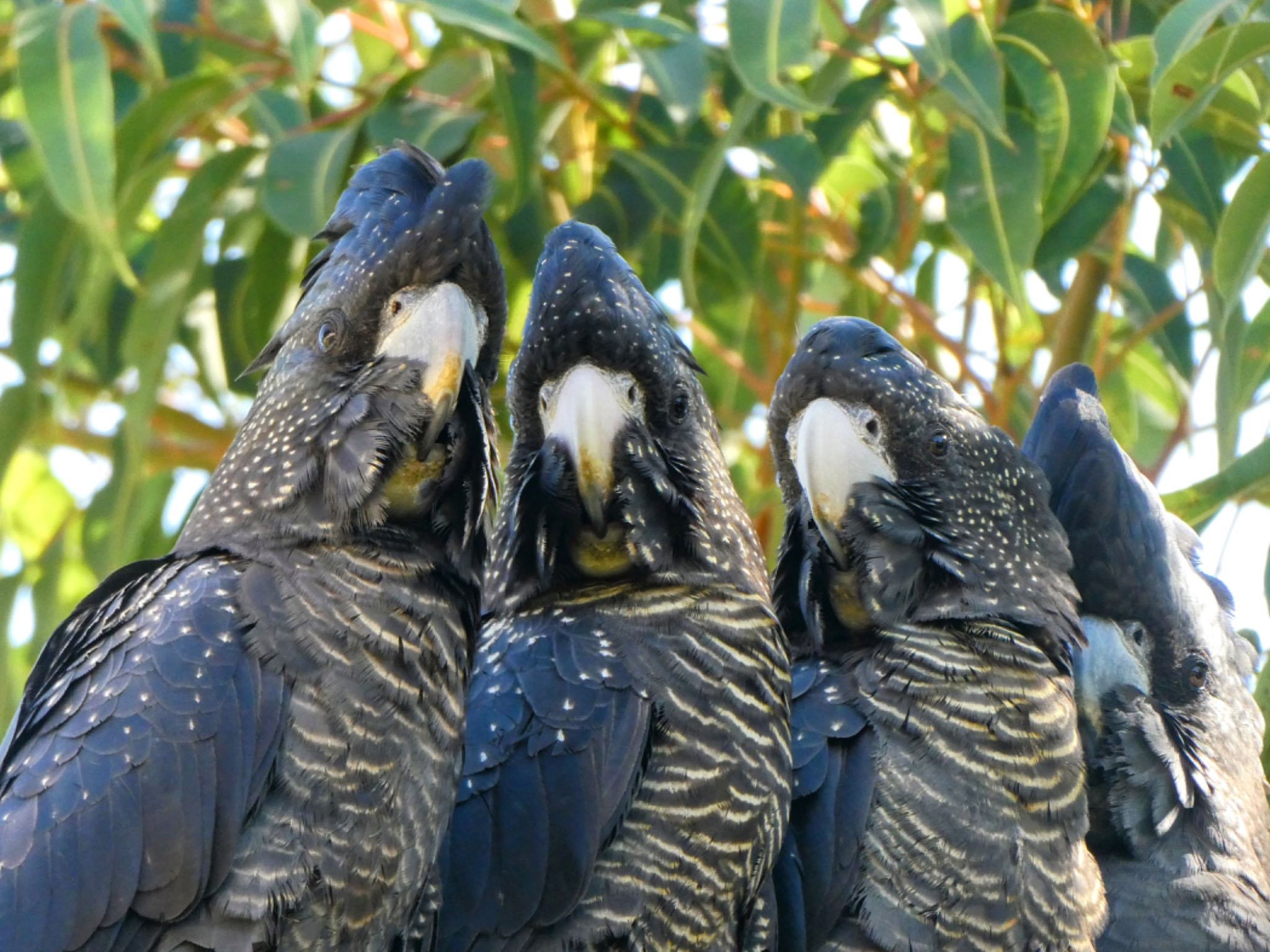 Kings Park and Botanic Garden, Perth, WA, Australia アカオクロオウムの写真 by Maki