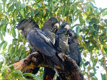 Red-tailed Black Cockatoo Kings Park and Botanic Garden, Perth, WA, Australia Sat, 10/7/2023