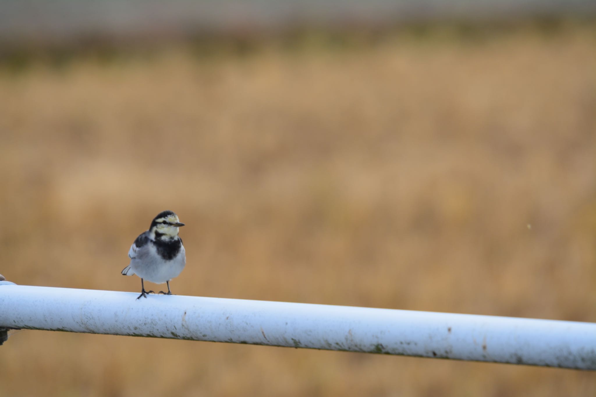 Photo of White Wagtail at  by noel