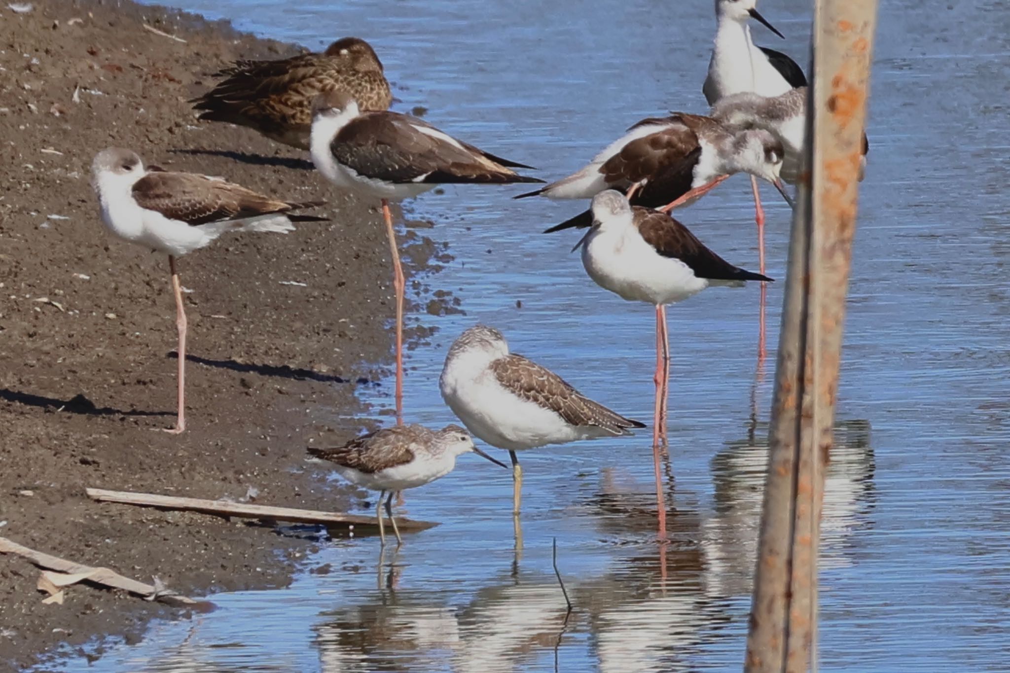 Marsh Sandpiper