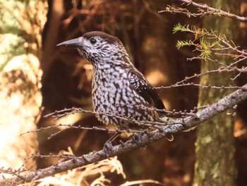 Sun, 10/22/2023 Birding report at Okuniwaso(Mt. Fuji)