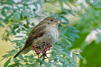 2023年10月21日(土) 長池公園の野鳥観察記録