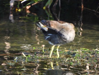 Common Moorhen 岡山百間川 Mon, 10/23/2023