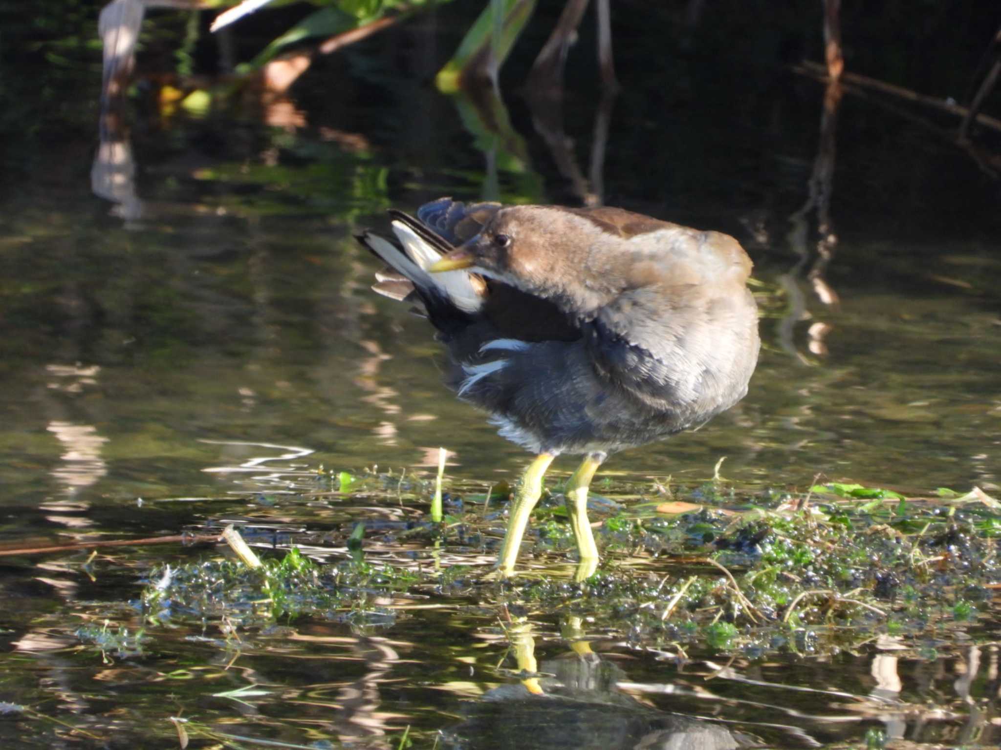 Photo of Common Moorhen at 岡山百間川 by タケ