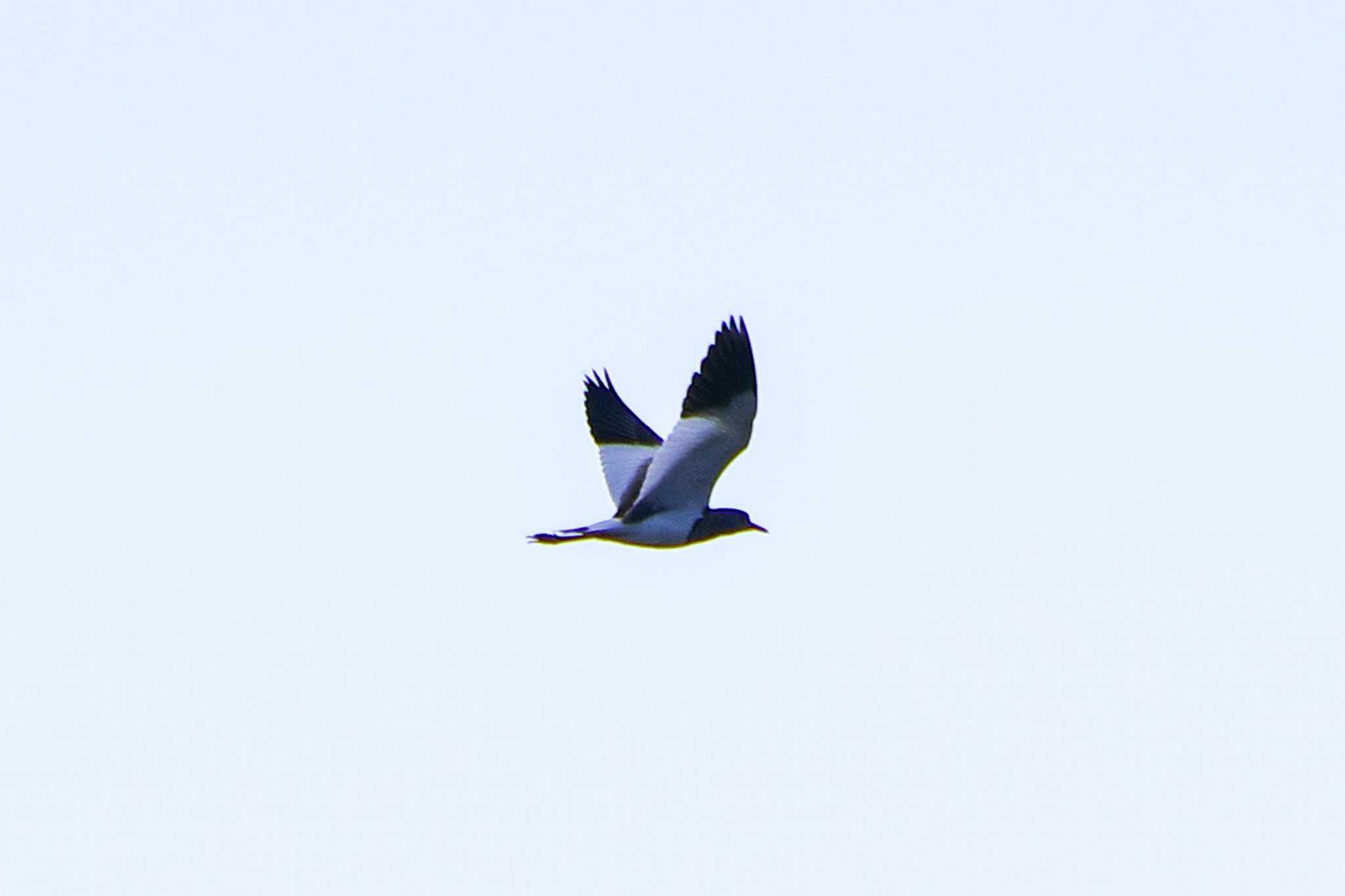 Grey-headed Lapwing