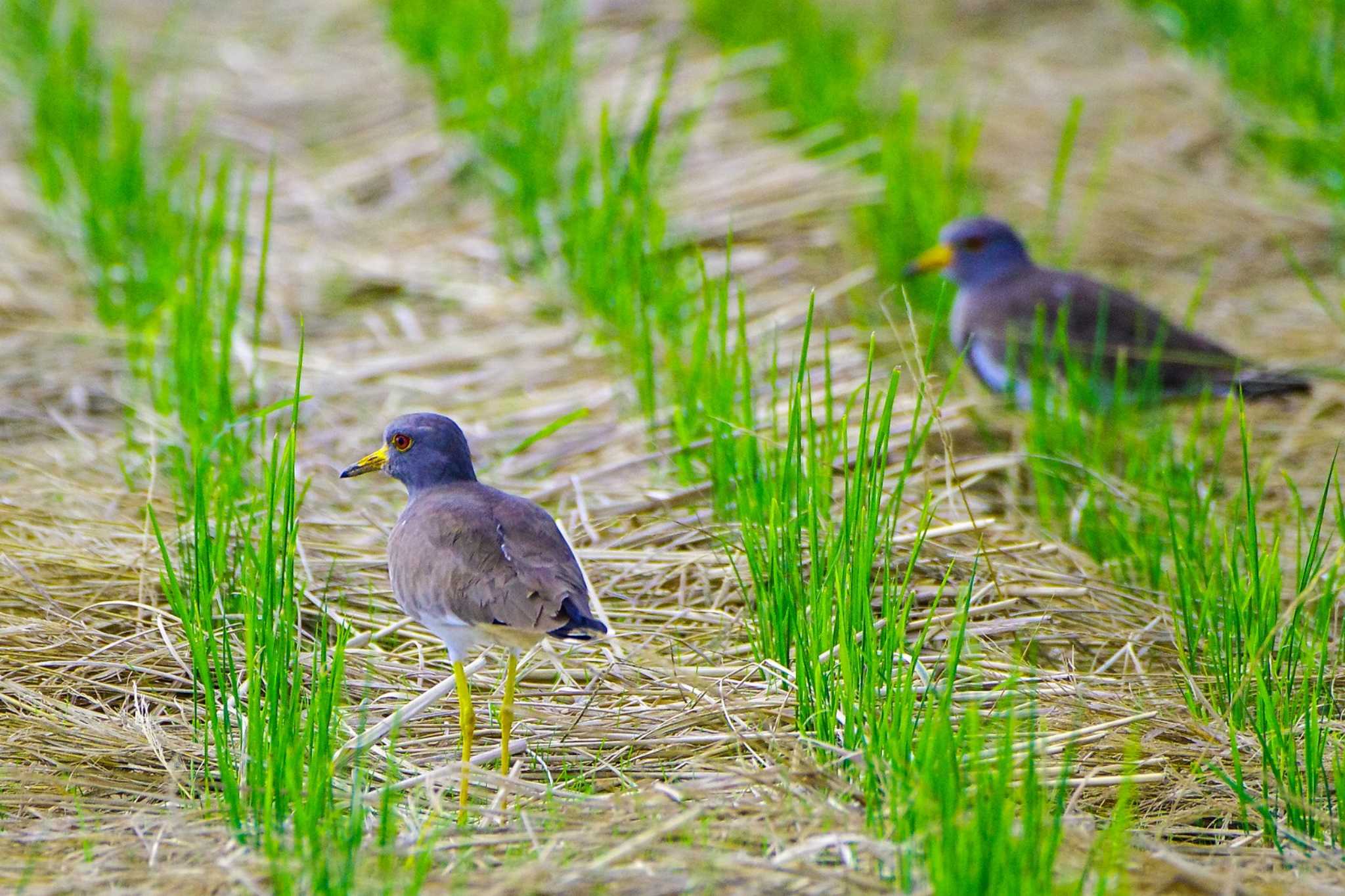 Grey-headed Lapwing