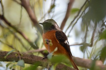 Daurian Redstart 北勢中央公園 Sun, 10/22/2023