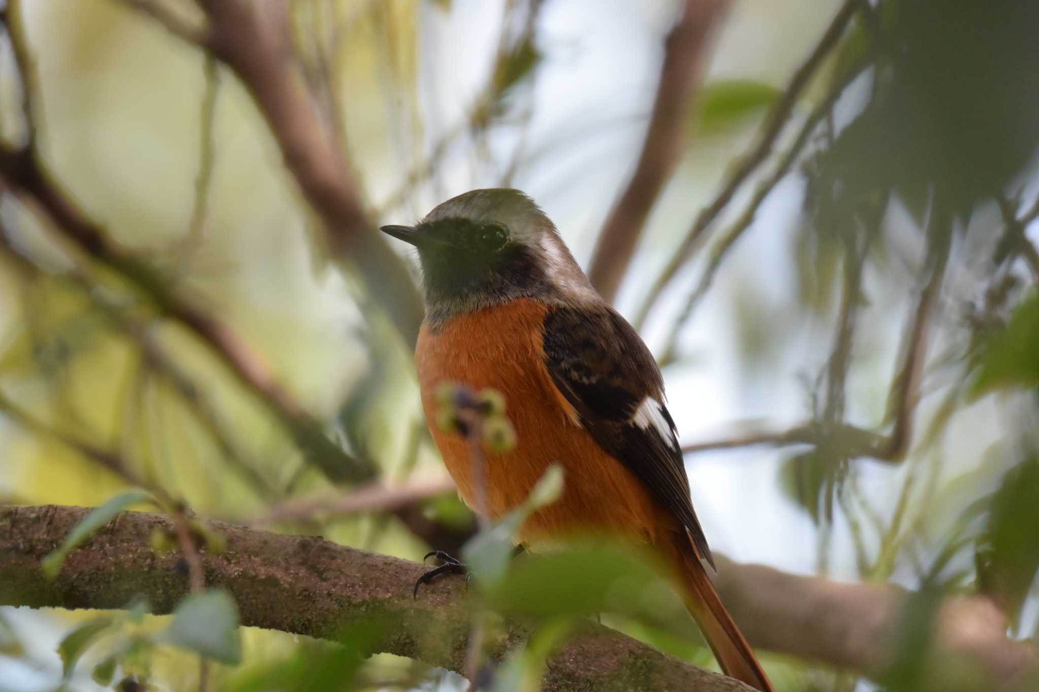 北勢中央公園 ジョウビタキの写真