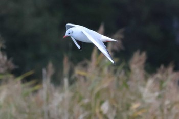 Sat, 10/14/2023 Birding report at 能取湖