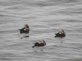 Harlequin Duck 能取湖 Sat, 10/14/2023