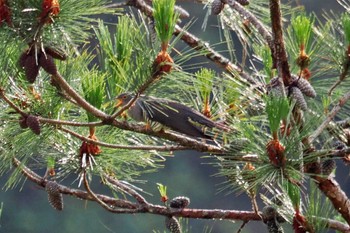 African Cuckoo