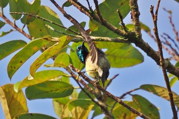 Souimanga Sunbird