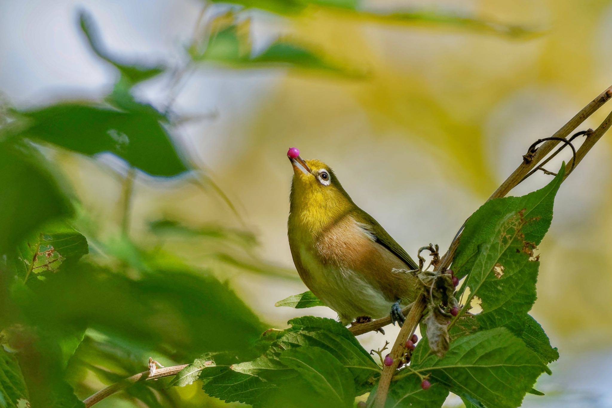 長池公園 メジロの写真