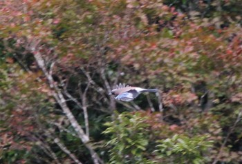 Eurasian Jay 石榑峠 Sun, 10/22/2023