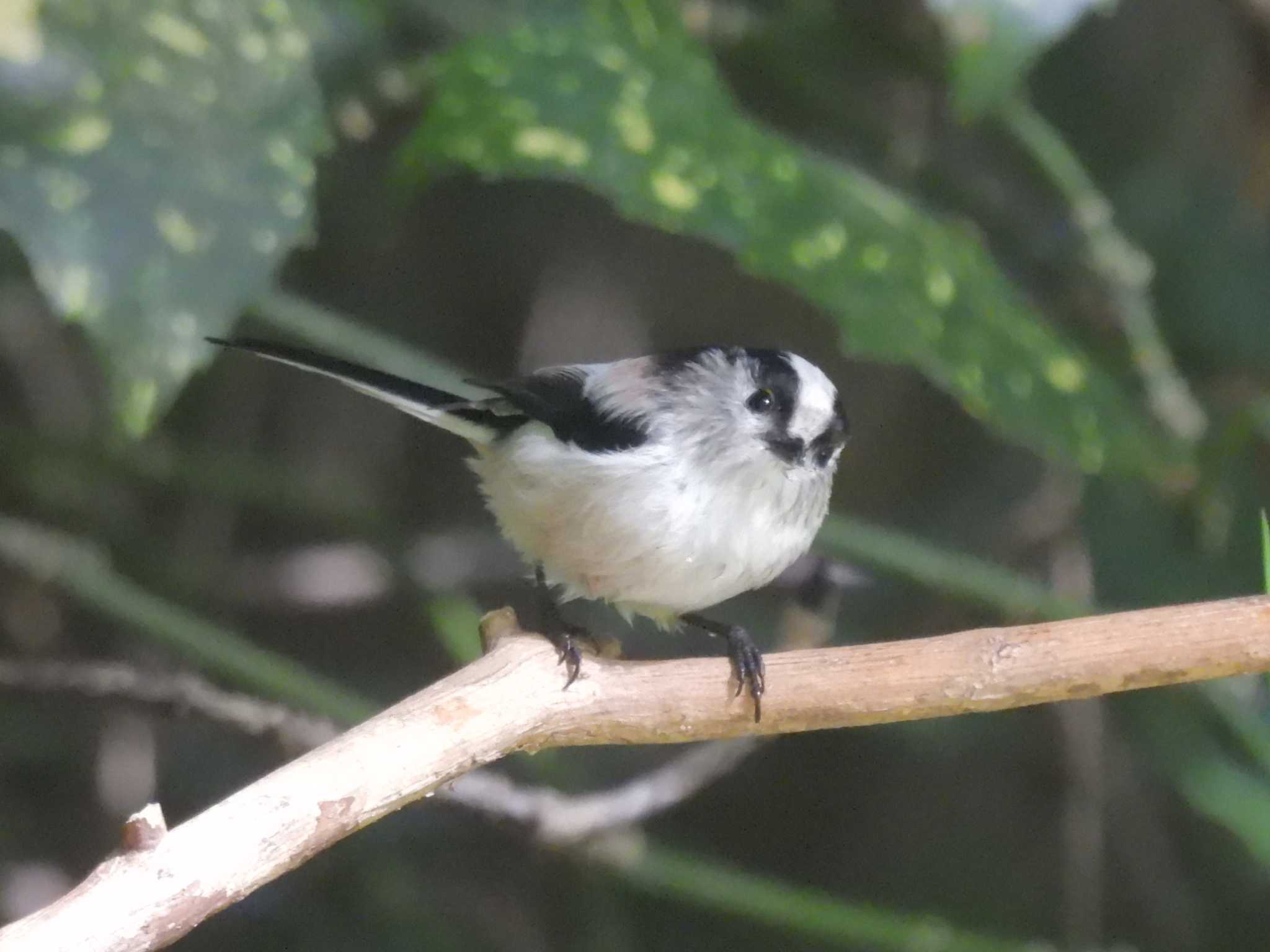 Photo of Long-tailed Tit at Kyoto Gyoen by ゆりかもめ