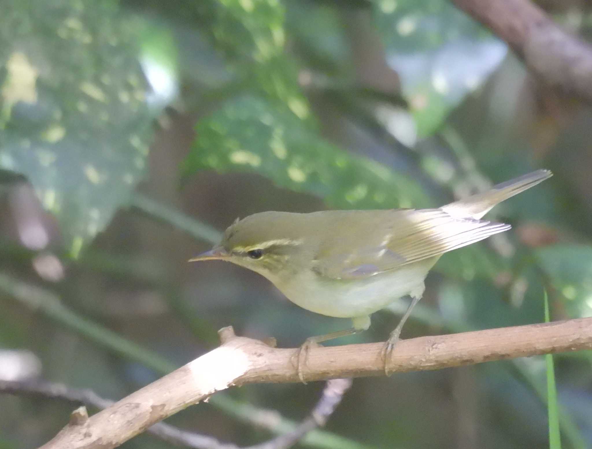 Photo of Sakhalin Leaf Warbler at Kyoto Gyoen by ゆりかもめ