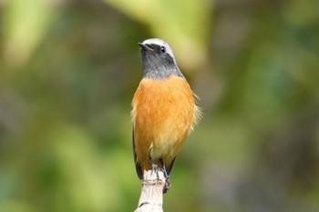 2023年10月23日(月) 馬見丘陵公園の野鳥観察記録