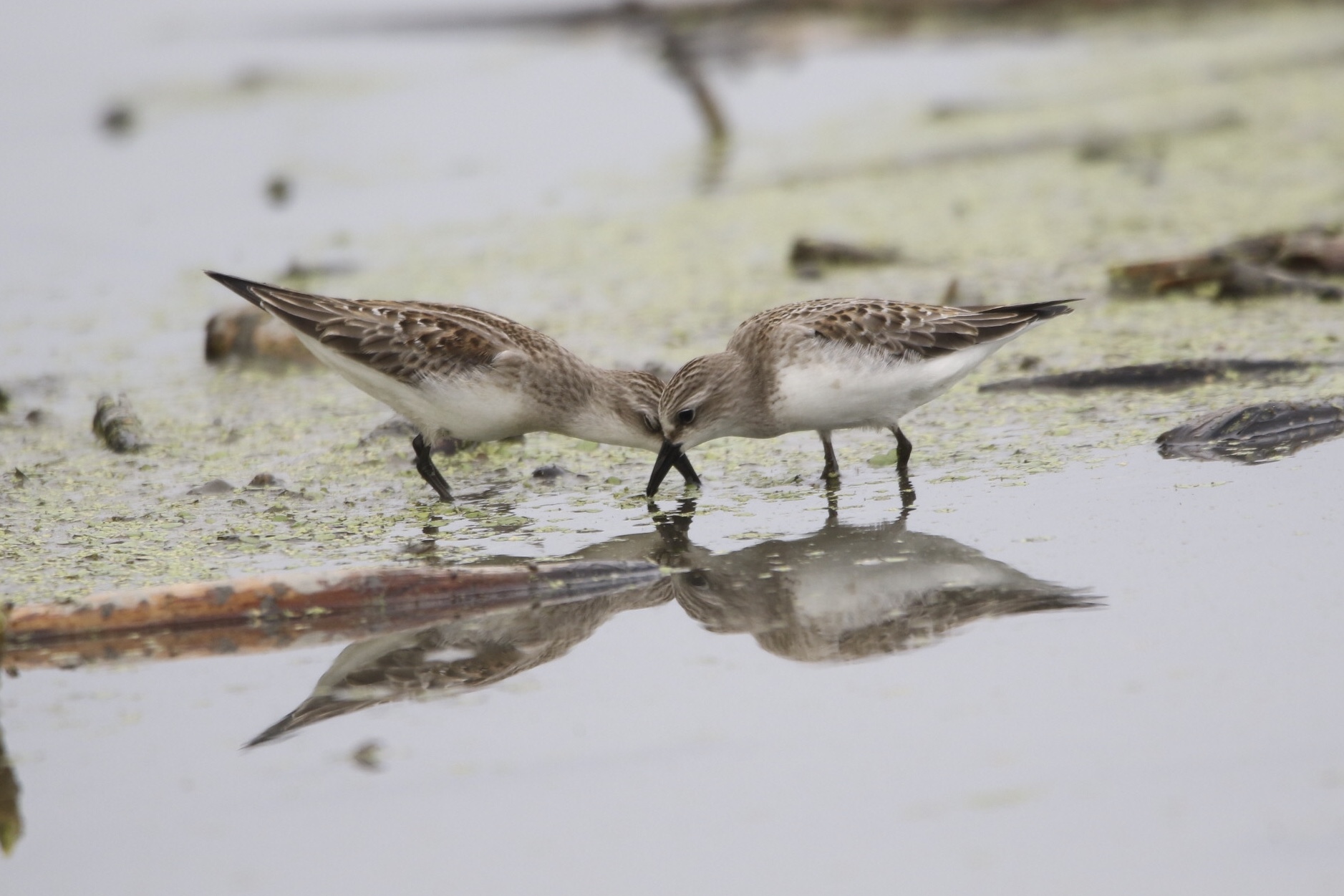 Photo of Red-necked Stint at 岡山県 by 1t（改）
