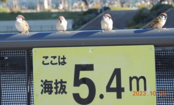 スズメ 都内湾岸 2023年10月23日(月)