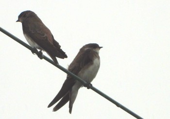 Sand Martin