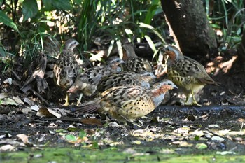 Chinese Bamboo Partridge 荒川大麻生公園 Sun, 10/22/2023