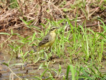 Eastern Yellow Wagtail Ishigaki Island Mon, 10/23/2023