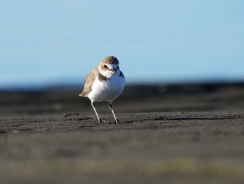 シロチドリ ふなばし三番瀬海浜公園 2023年10月22日(日)