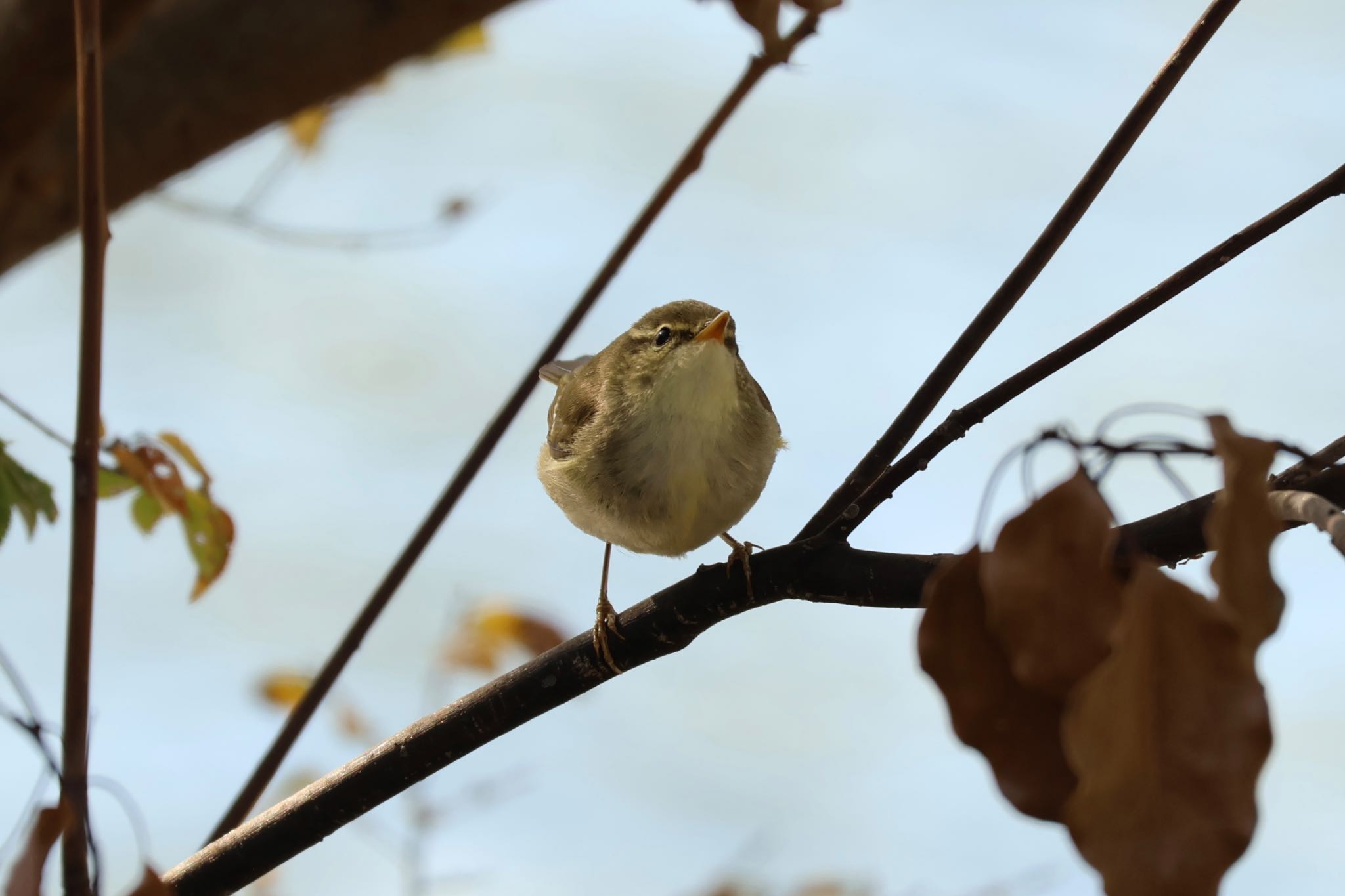 武庫川 メボソムシクイの写真 by zetsubouteacher