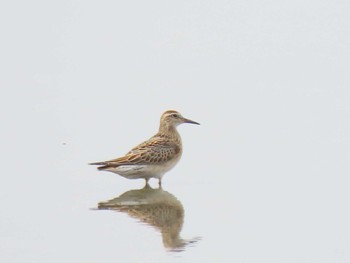 Sharp-tailed Sandpiper Kabukuri Pond Mon, 9/25/2023