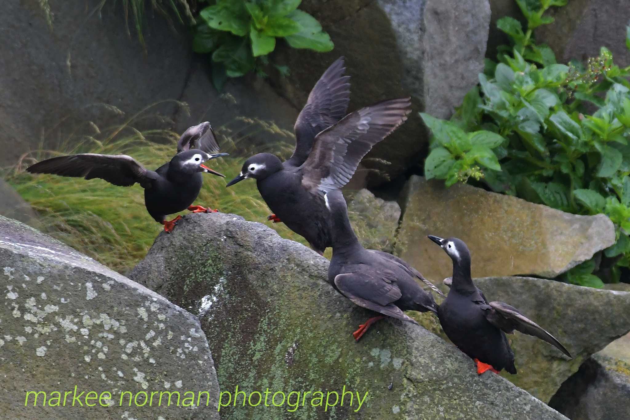 Spectacled Guillemot