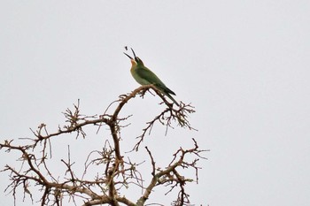 Olive Bee-eater マダガスカル Mon, 10/16/2023