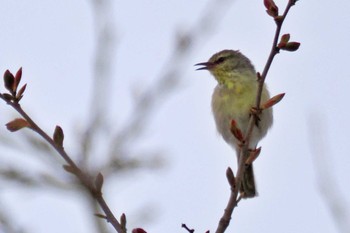 Stripe-throated Jery