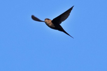 African Palm Swift