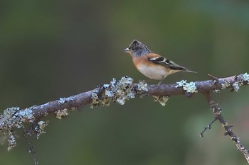 Brambling Lake Kawaguchiko Sat, 10/21/2023