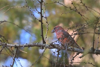 Red Crossbill Lake Kawaguchiko Sat, 10/21/2023