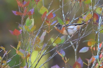 Brambling Lake Kawaguchiko Sat, 10/21/2023