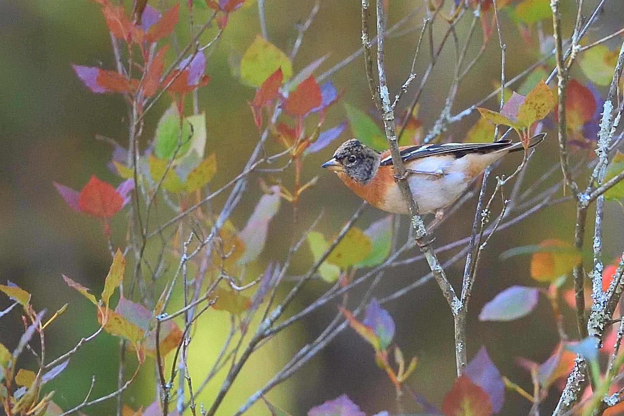 今季初の紅葉アトリ