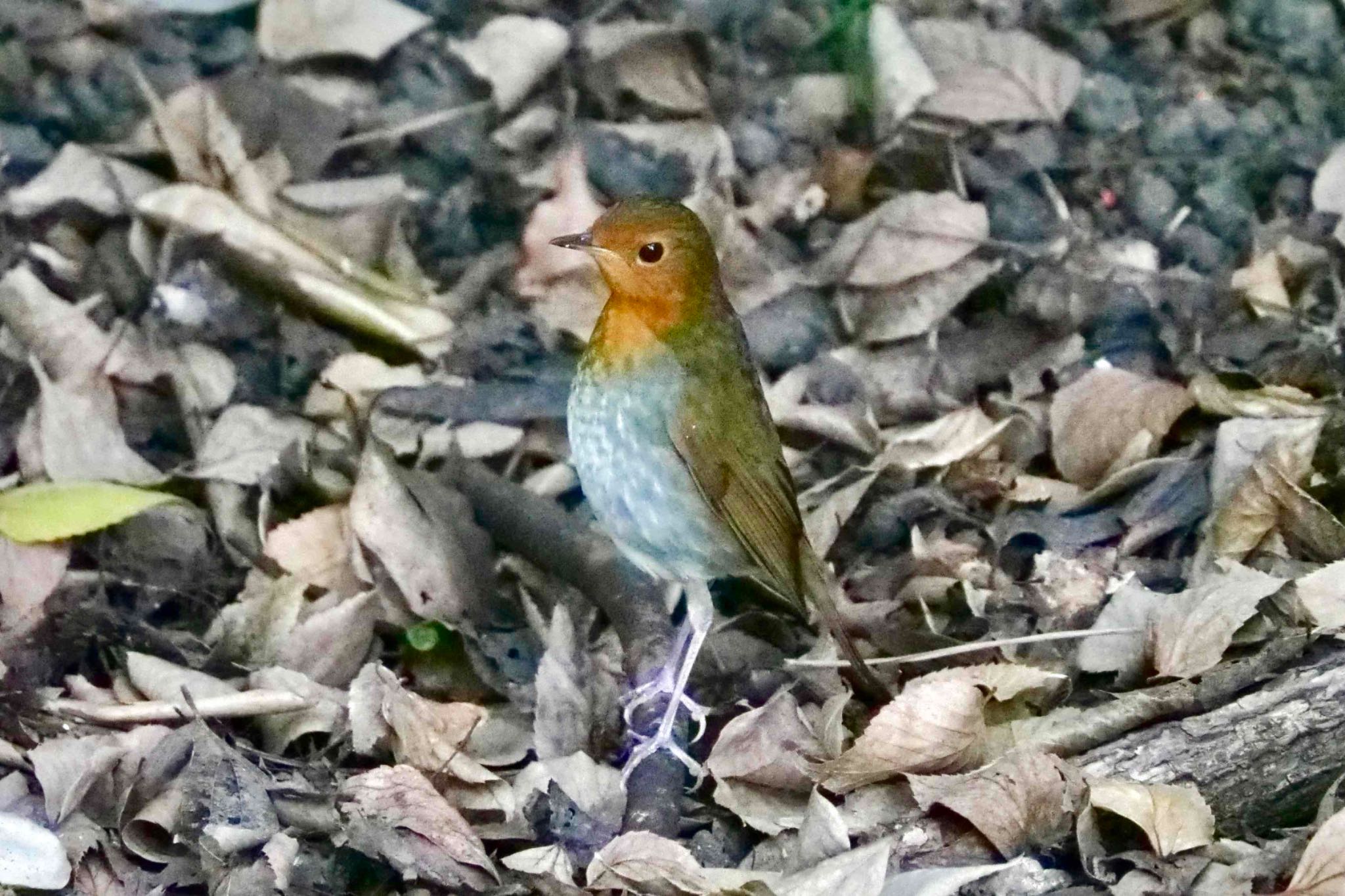 鶴舞公園(名古屋) コマドリの写真