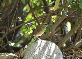 Sun, 10/22/2023 Birding report at Osaka castle park