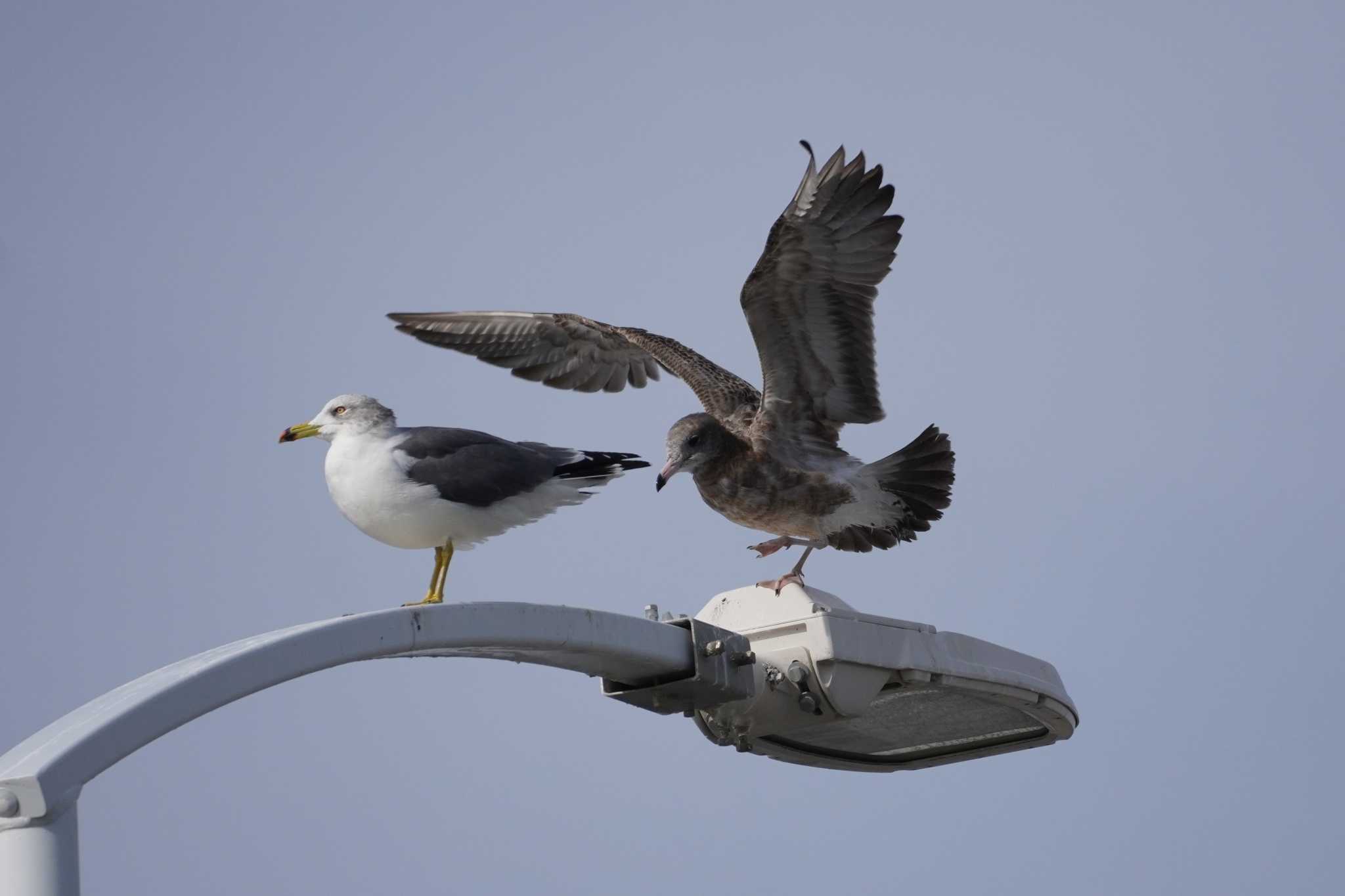 江ノ島 ウミネコの写真