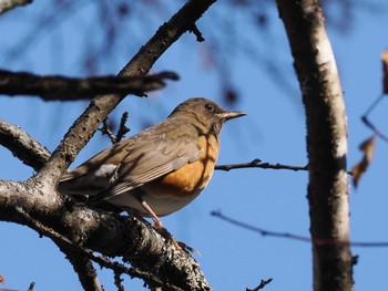 Brown-headed Thrush Senjogahara Marshland Wed, 10/18/2023