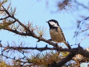 Coal Tit Senjogahara Marshland Wed, 10/18/2023