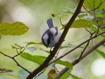 2023年10月23日(月) 横浜市立金沢自然公園の野鳥観察記録