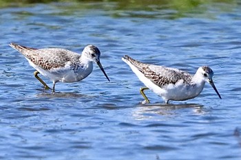 Marsh Sandpiper Unknown Spots Thu, 10/12/2023