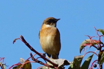 2023年10月23日(月) 阿蘇の野鳥観察記録