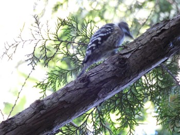 Japanese Pygmy Woodpecker 朝熊山 Sun, 10/22/2023