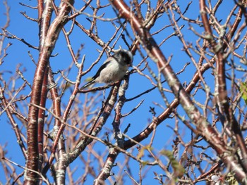 Long-tailed Tit 朝熊山 Sun, 10/22/2023