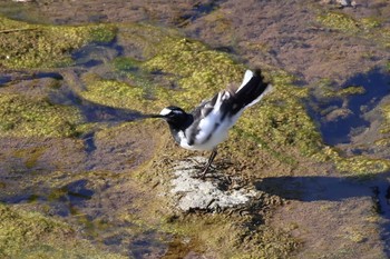 White Wagtail 平谷川 Sun, 10/22/2023