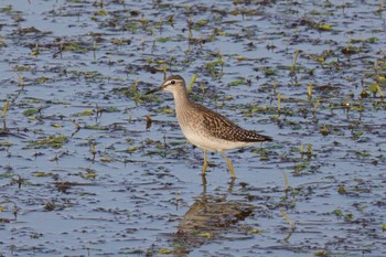 Wood Sandpiper いしかり調整池(石狩調整池) Sat, 9/2/2023