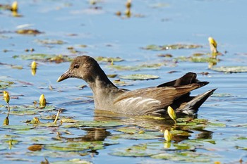 バン 竹村新池公園(豊田市) 2023年10月22日(日)